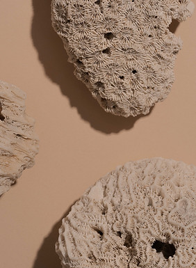Dried Corals