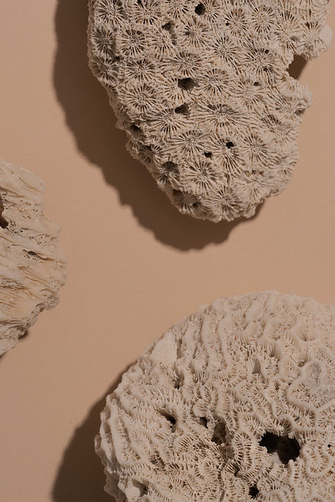 Dried Corals