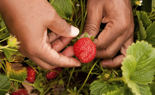 Fraises Biologiques cameroun women of africa