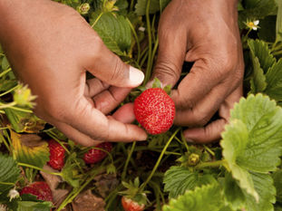 How to Grow More Strawberry Plants: Harness the Magic of Strawberry Runners