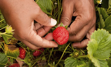 Organic Strawberries