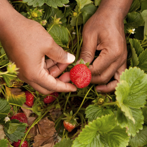 Wholesale Strawberry Plants for Sale