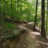 Forest Trail Path