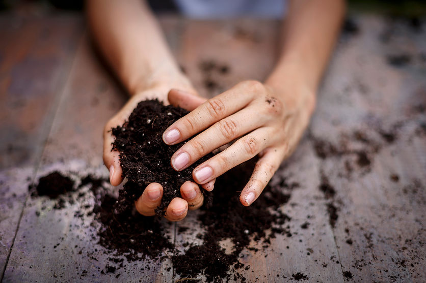 Hands gently holding rich, dark soil over a wooden surface