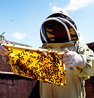 Bee Keeper