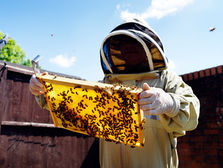 Ways to Celebrate World Bee Day on the 20th of May at home!π