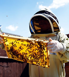 Beekeeper Inspecting Hive