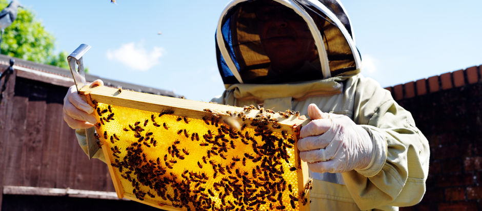 Performing a Springtime Colony Split: Preventing Swarms to Maximize Honey Harvests