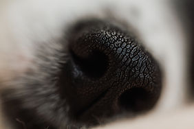 Dog Nose Close-Up