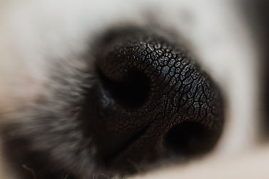 Museau de chien