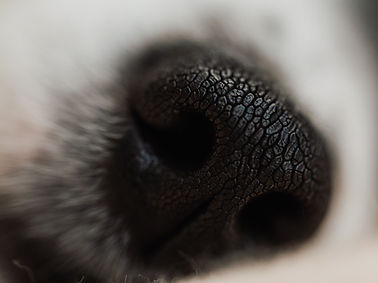 Dog Snout
