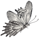 Detailed Butterfly Illustration