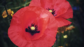 Why Wear a Poppy?