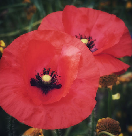 Close-Up Red Poppies