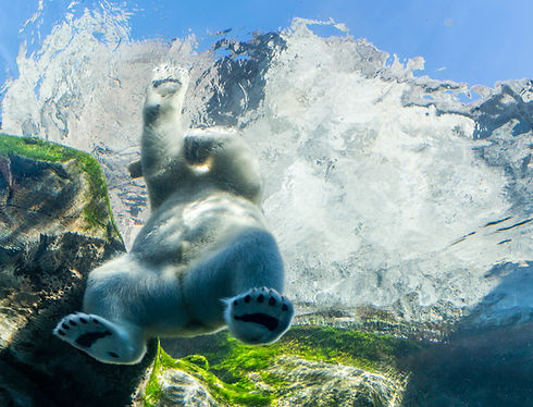 Réflexion sur l'ours polaire