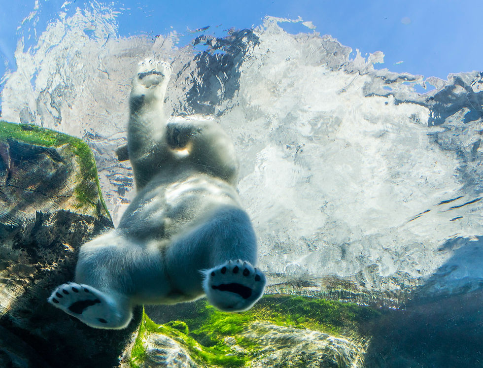 Oso polar bajo el agua