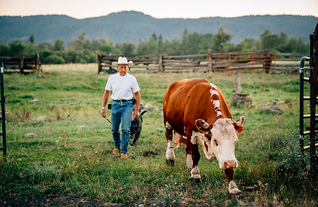 Farmer with Cattle