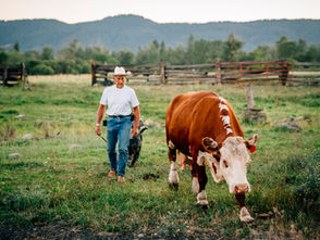 Rancher with cow