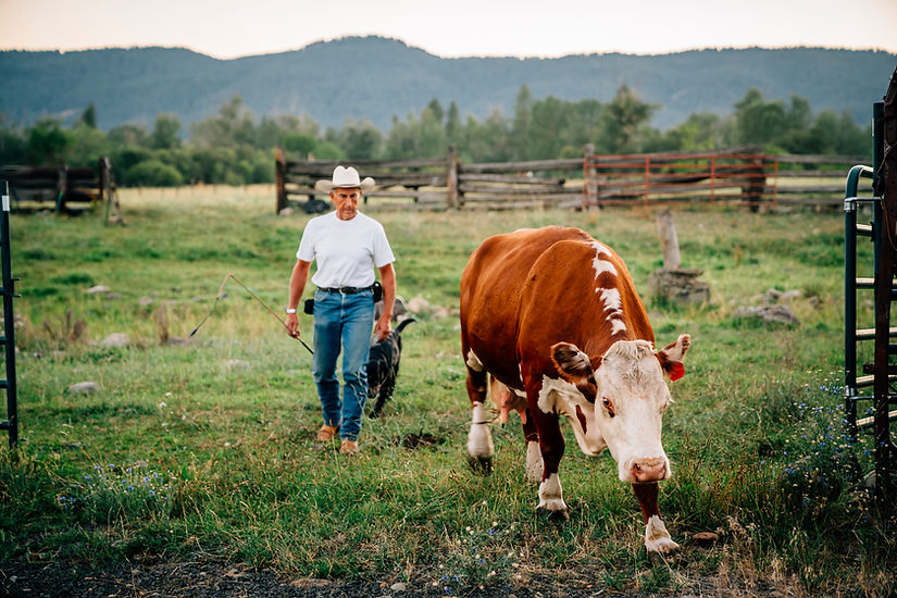 Farmer with Cow