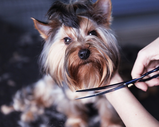 Trimming the Fur