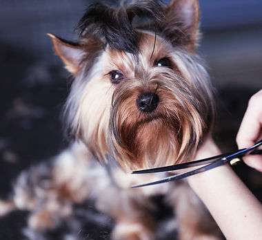 Trimming the Fur