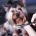 Trimming the Fur