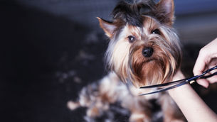 Animals And Health
