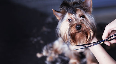 Dog Grooming,Bismarck,ND