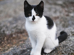 Black and White Kitten
