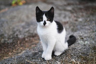 Black and White Kitten