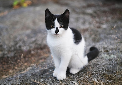 Black and White Kitten