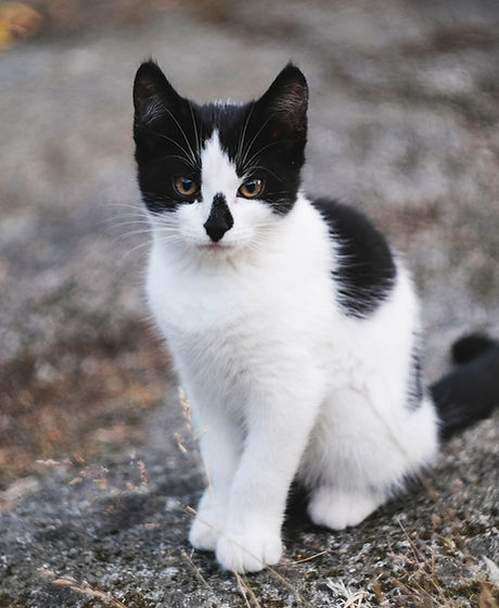 Chaton noir et blanc