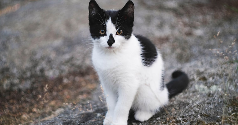 Black and White Kitten