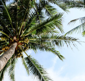 Coconut Trees