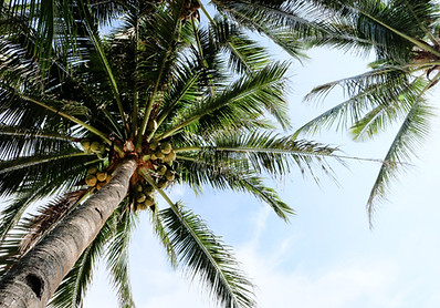 Coconut Trees
