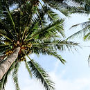 Coconut Palm Trees