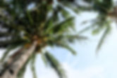 Coconut Trees