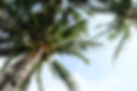 Coconut Trees