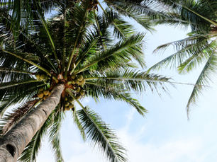 A New Alzheimer’s Disease Treatment: Coconut Water