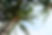 Coconut Trees
