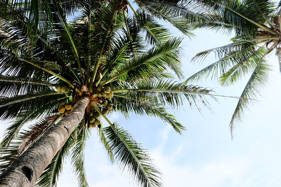Coconut Palm Trees