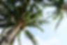 Coconut Trees