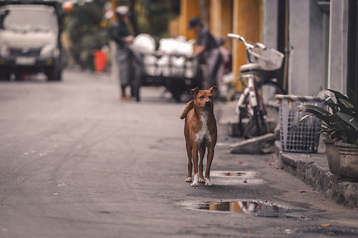Cachorro vadio marrom em uma rua no Vietnã