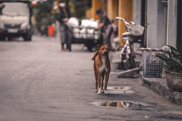 Brown stray dog on a street in Vietnam