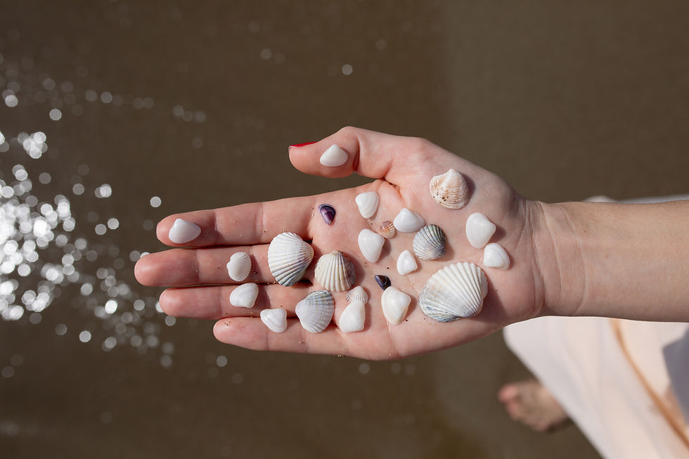 Hand Holding Seashells
