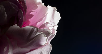 Flower Petals