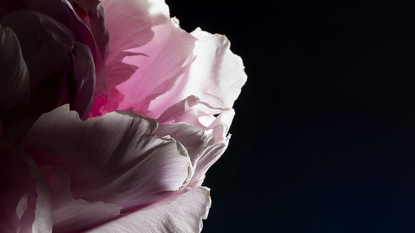 Gros plan d'un pétale rose
