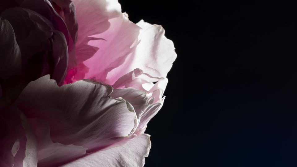 Close-up of delicate, layered pink and white petals against a dark background.