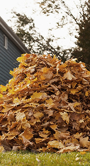 Pile Of Autumn Leaves