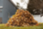 Feuilles d'automne